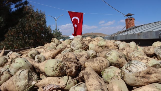 Van'da şeker pancarı alım kampanyası başladı