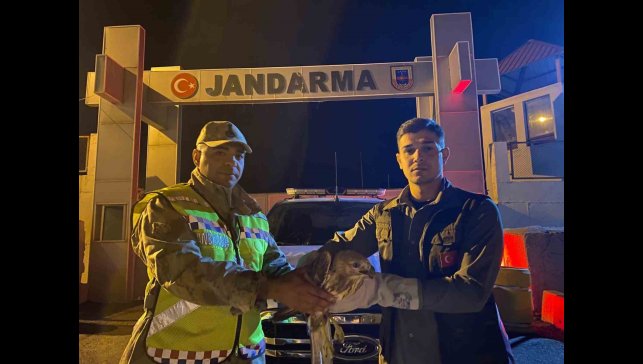 Kızıl şahin emin ellerde