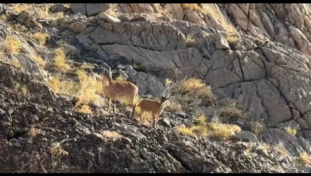 Cilo Dağı'nda doğaseverlere dağ keçisi sürprizi