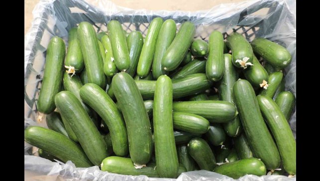 Elazığ'da 17 bin ton salatalık üretimiyle örtü altı sezonu başladı