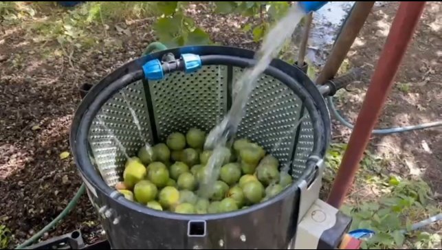 Dünyaca ünlü tescilli Adilcevaz cevizi hasadı başladı