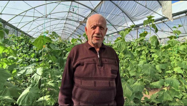 Doğu Anadolu'nun en büyük serasında üretim aralıksız sürüyor