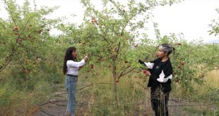 Ağrı Dağı manzaralı meyve bahçesinde elma hasadı başladı