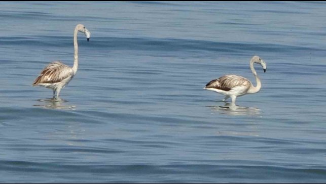 Flamingoların yeni durağı İskele sahili oldu