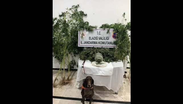 Elazığ'da uyuşturucuyla mücadele: 1 tutuklama