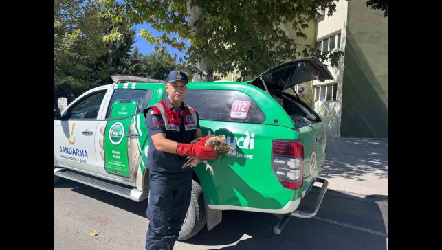 Elazığ'da akbaba yavrusu koruma altına alındı