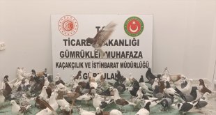 Gürbulak Gümrük Kapısı'nda "cancan" cinsi 85 güvercine el konuldu