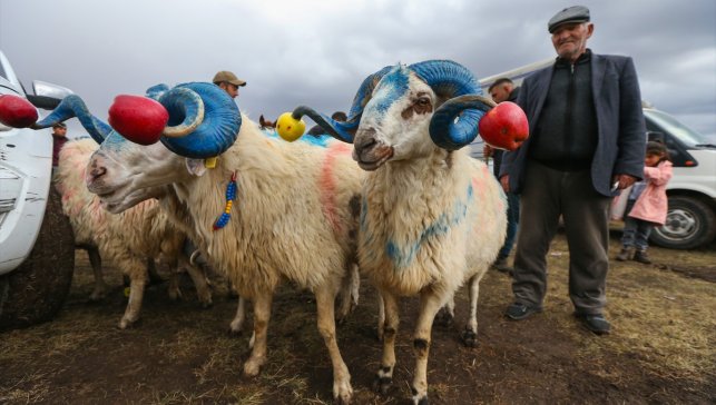 Kars'ta süslenen koçlar "çoban bayramı"yla sürüye katılıyor