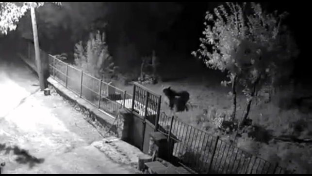 Erzincan'da yerleşim alanlarına inen ayılar vatandaşları tedirgin ediyor