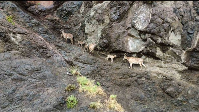 Oltu'da yaban keçilerinin görsel şöleni