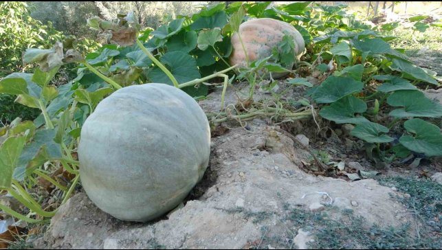 Zirai donun vurduğu Malatya'da bal kabağında yüksek verim