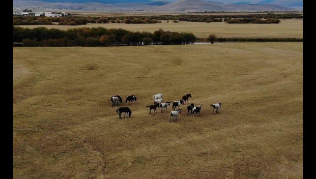 Ardahan'ın vahşi güzelliği: Yılkı atları dron ile görüntülendi
