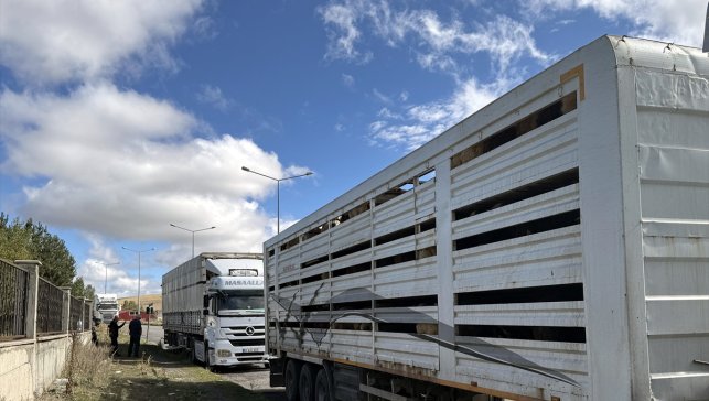 Ardahan'da şap karantinasının sona ermesiyle hayvan sevkiyatları hız kazandı
