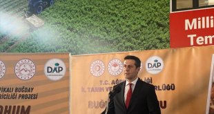 Ağrı'da çiftçilere 200 ton sertifikalı buğday tohumu dağıtıldı