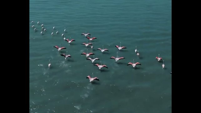 Erçek Gölü'nde jandarmadan flamingo nöbeti