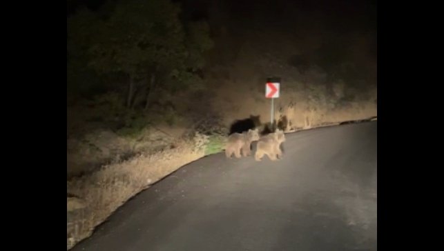 Yola inen iki yavru ayı görüntülendi