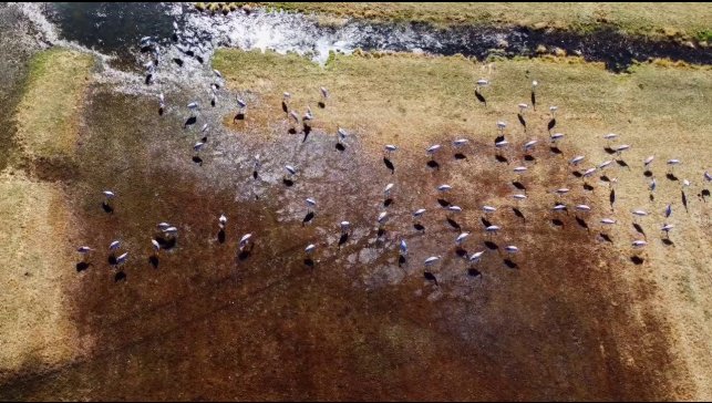 Göç eden turnalar Erzurum'da objektiflere yansıdı