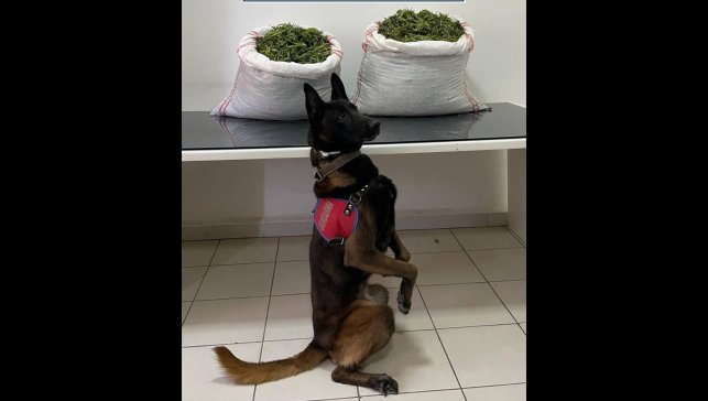 Erzurum'da uyuşturucu operasyonunda 32 kilo uyuşturucu ele geçirildi