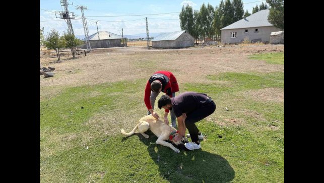 Patnos'ta köpeklere mikroçip ve kuduz aşısı uygulaması