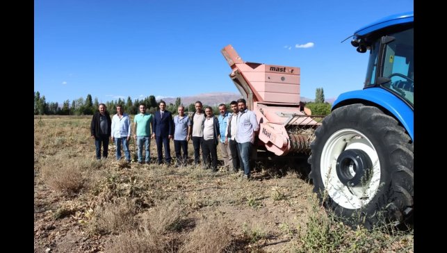 Erzincan'da kuru fasulye hasadı başladı