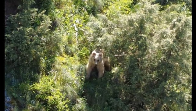 Boz ayı dron kamerasına yakalandı