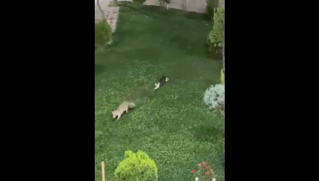 Şemdinli'de kedi ile tilkinin oyun keyfi