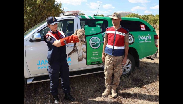 Bingöl'd yaralı kartal tedavi altına alındı