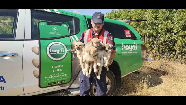 Muş'ta ormana terk edilen yavru köpekler kurtarıldı