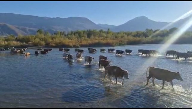 Kuraklık nedeniyle nehrin debisi büyük oranda düşünce büyükbaş hayvanlar karşıya yürüyerek geçti
