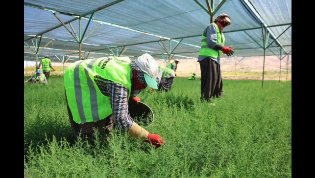 Elazığ'da fidanlar kadınların elinde yeşeriyor