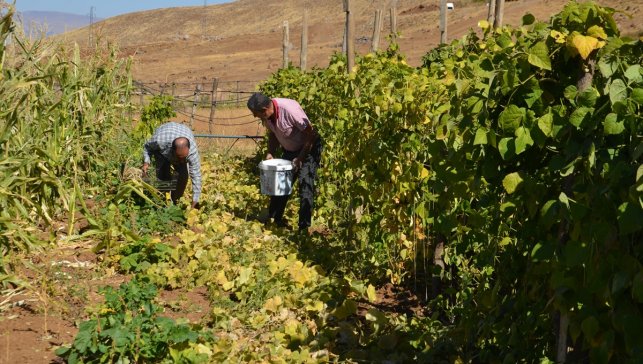 Muş'ta Şenyayla bölgesine dönüş yapanlar sebze ve meyve yetiştiriciliği yapıyor