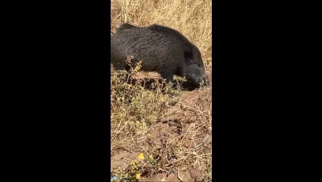 Dağ bayır gezip göremediği domuzu köyde görünce cep telefonu ile görüntüledi