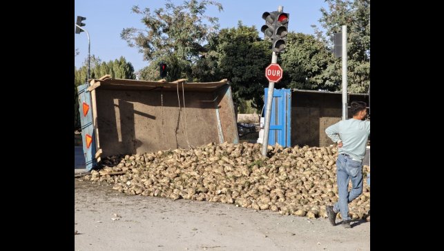 Muş'ta şeker pancarı yüklü traktör devrildi