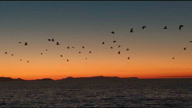 Van Gölü sahillerinde kuşların akşam göçü