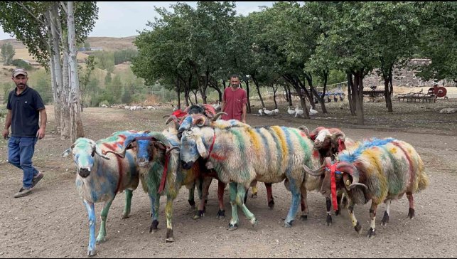 Kars'ta asırlık "koç katım" geleneği renkli görüntülere sahne oldu
