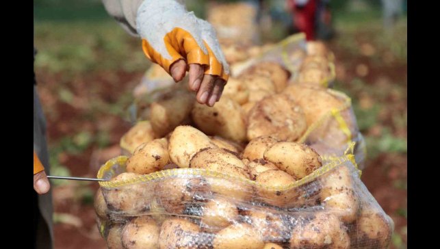 Erzincan'da patates hasadı başladı