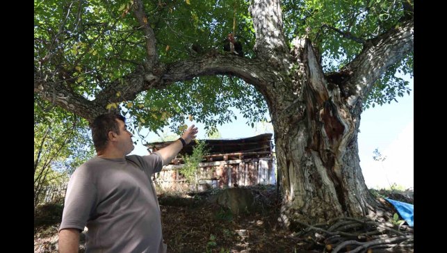 620 yıllık ceviz ağacında hasat