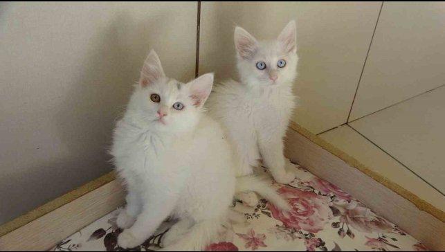 Van kedileri için 'kırmızı alarm' kaldırıldı