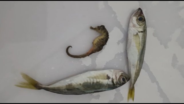 Yüksekova'da ilginç olay: Balıkların arasından denizatı çıktı