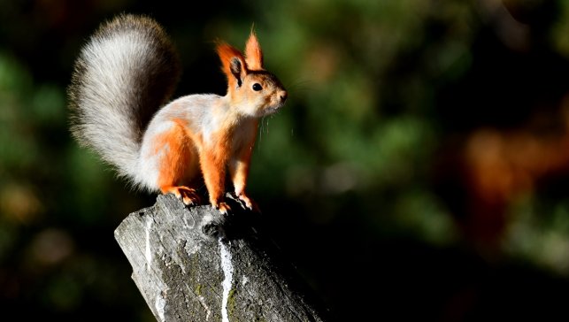 Kars'ta kızıl sincap ve ağaçkakanlar yaşam alanlarında görüntülendi