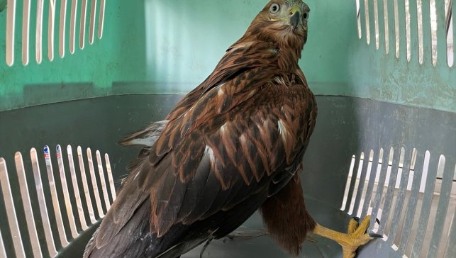 Erzurum'da bitkin halde bulunan iki kızıl şahin, bakımlarının ardından doğaya salındı