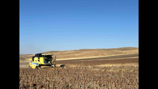Kars'ta Ayçiçeği hasadı başladı