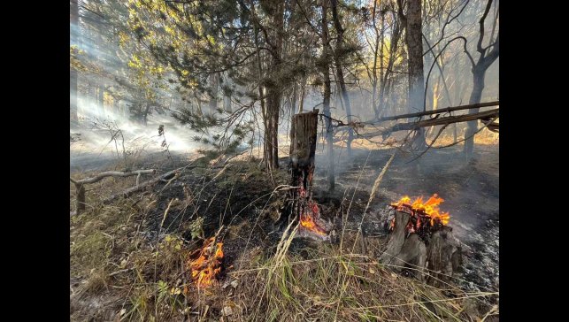 Sarıkamış'ta orman yangını: 2 hektar alan zarar gördü