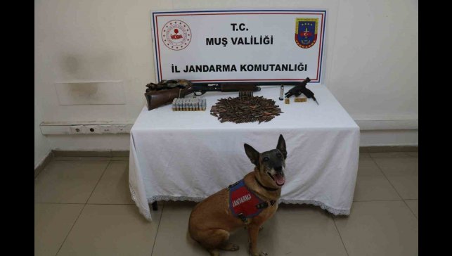 Muş'ta tezek yığınının altından silah ve mühimmat çıktı