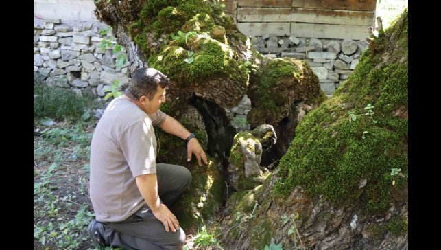 300 yıllık dut ağacında dikkat çeken detay