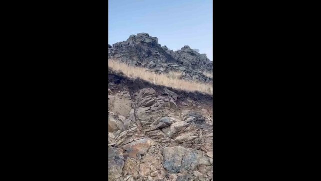 Kars'ta ormanların hayaleti vaşak kameraya yansıdı