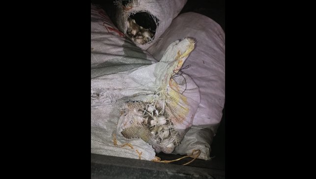 Tunceli'de endemik dağ sarımsağı toplayan şüpheliye 557 bin lira cezası kesildi