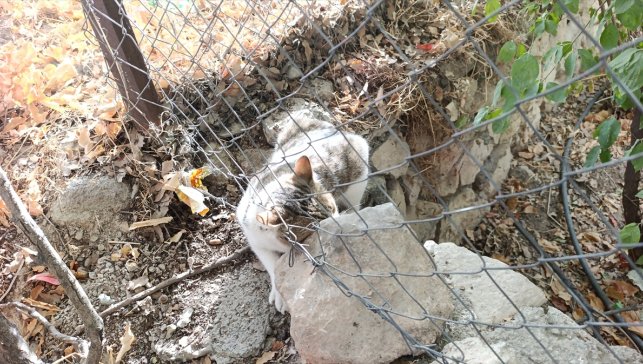 Çemişgezek'te tellere takılan kedi kurtarıldı