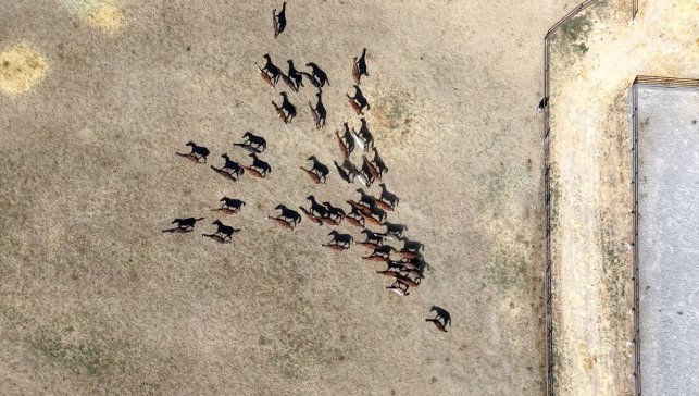 Sultansuyu'nda bu yıl şampiyon adayı 110 safkan Arap tayı dünyaya geldi