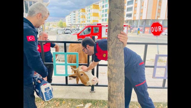 Bingöl'de demir korkuluklara sıkışan inek kurtarıldı